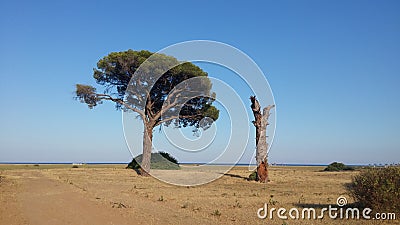 Live tree and dead tree at sea coast sunrise time Stock Photo