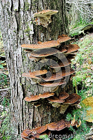 Live Tree with Tree Fungus Stock Photo