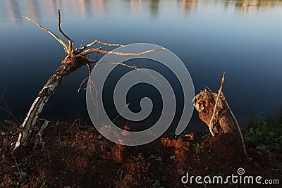 Live trees Stock Photo