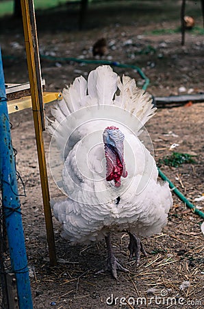 Live turkey animal Stock Photo