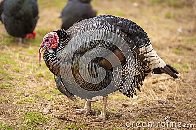 Live Turkey Bird Stock Photo