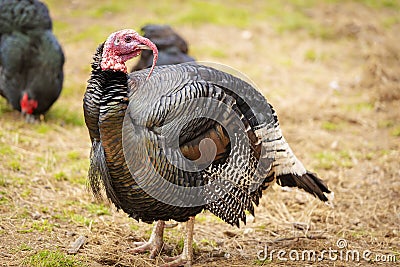 Turkey Bird Stock Photo