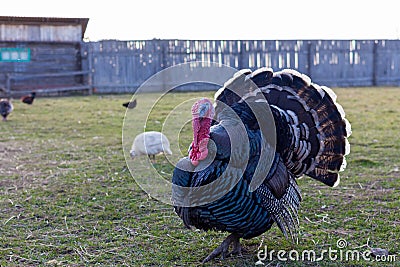 Live turkey on the farm Stock Photo