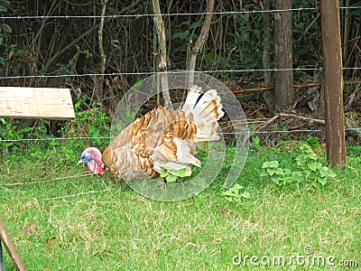 Live Turkey in Farm Stock Photo