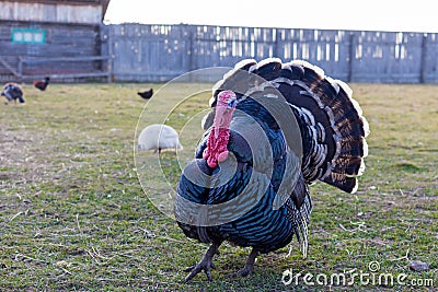 Live turkey on the farm Stock Photo