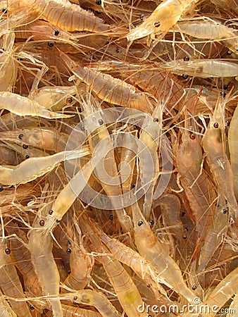 Live and very fresh shrimp Stock Photo