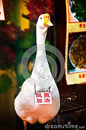 Live white goose outside a restaurant in Fenghuang, China Editorial Stock Photo