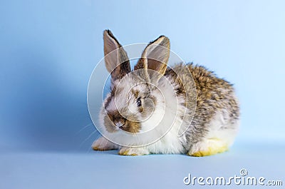 Lively little cute rabbit on a blue background. Stock Photo