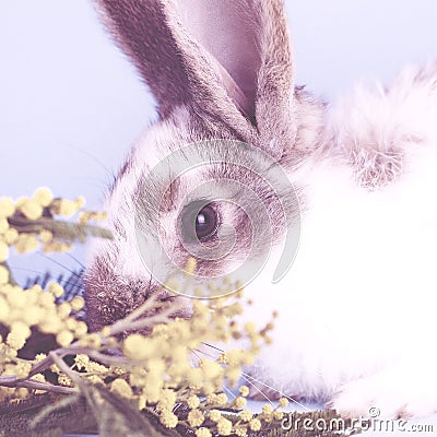 Lively little cute rabbit on a blue background Stock Photo