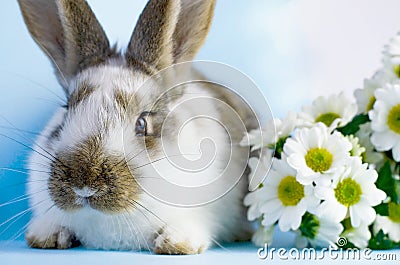 Lively little cute rabbit on a blue background Stock Photo