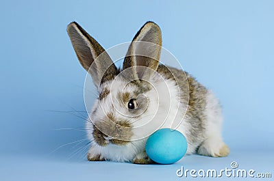 Lively little cute rabbit on a blue background. Stock Photo