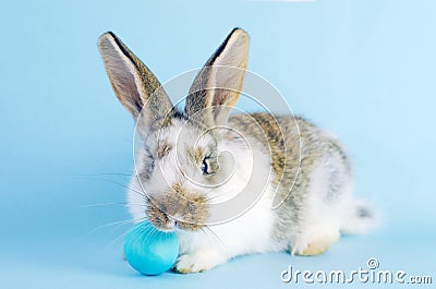 Lively little cute rabbit on a blue background Stock Photo