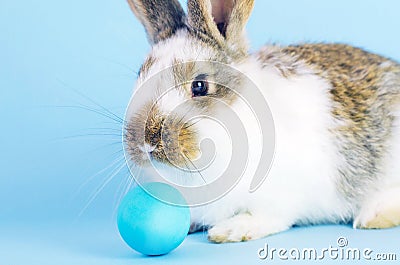 Lively little cute rabbit on a blue background Stock Photo