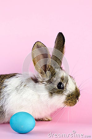 Lively little cute rabbit on a pink background. Stock Photo