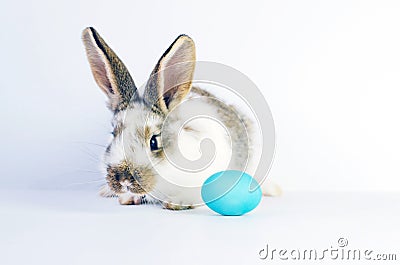 Lively little cute rabbit on a white background Stock Photo