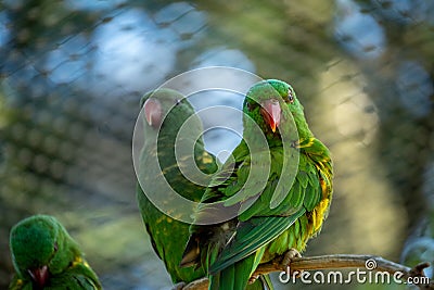 Colourful Lorikeet birds on a branch in the Zoo Stock Photo