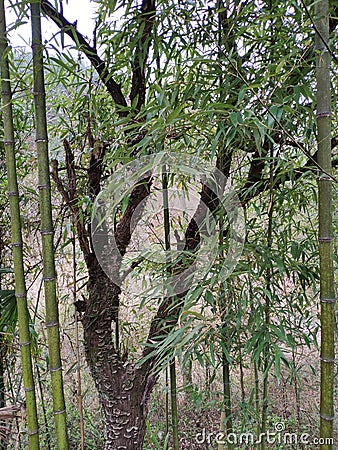 Green moso bamboo with withered tree. Stock Photo