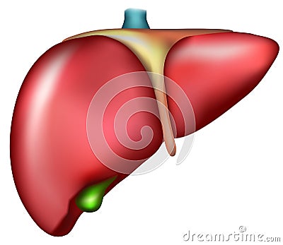 Liver Vector Illustration