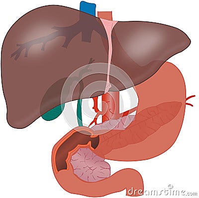 Liver Vector Illustration