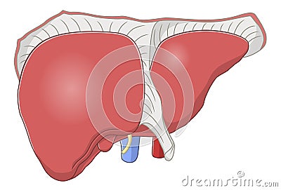 Liver Vector Illustration