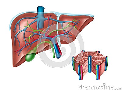 Liver anatomy Cartoon Illustration