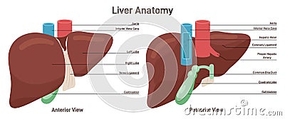 Liver anatomy. Human organ responsible for detoxification the organism, Vector Illustration