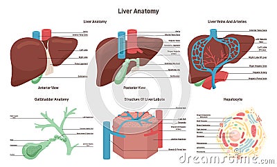 Liver anatomy set. Hepatic system organ lobule and hepatocyte Vector Illustration