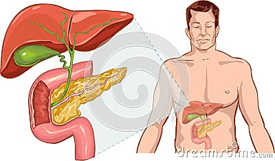 Liver anatomy Vector Illustration