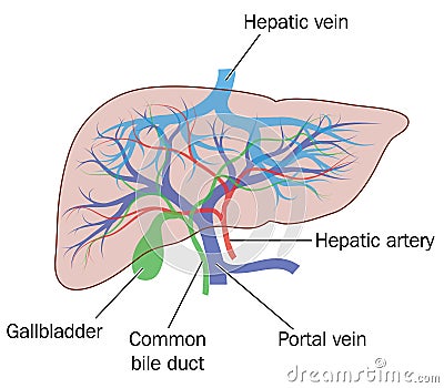 Liver blood supply Vector Illustration