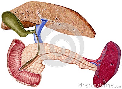 Liver - Cirrhosis Stock Photo