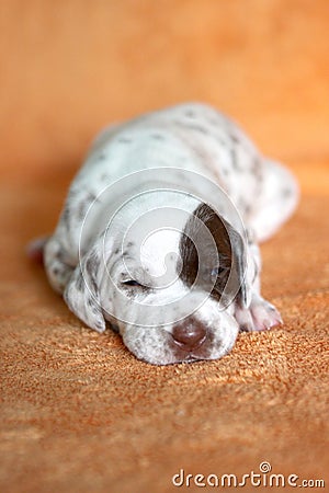 Liver Dalmatian puppy with patch Stock Photo