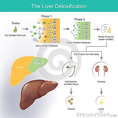 The liver detoxification. Illustration info graphic. Stock Photo