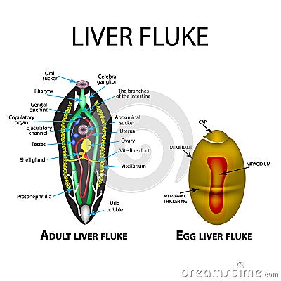 Liver fluke structure. Hepatic fluke. Egg trematodes structure. Set. Infographics. Vector illustration on isolated background. Vector Illustration