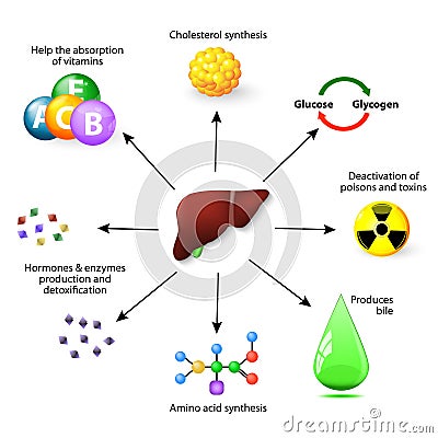 Liver functions Vector Illustration