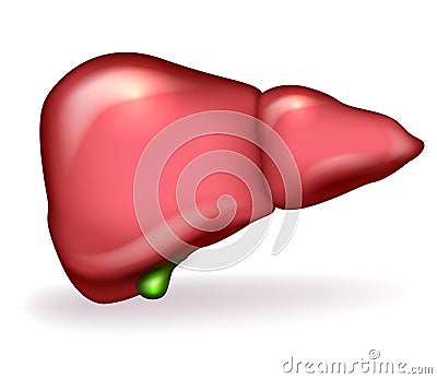 Liver Vector Illustration