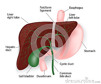 Liver, gallbladder, esophagus, stomach and duodenu Vector Illustration