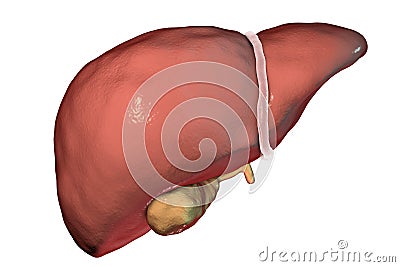 Liver with gallbladder isolated on white Cartoon Illustration