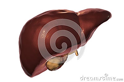 Liver with gallbladder isolated on white background Cartoon Illustration