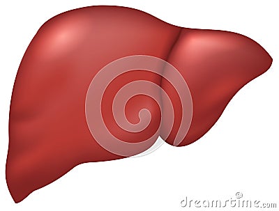 Liver of healthy person Vector Illustration