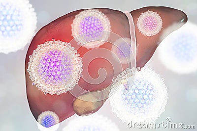 Liver with Hepatitis C infection and close-up view of Hepatitis C Virus Cartoon Illustration