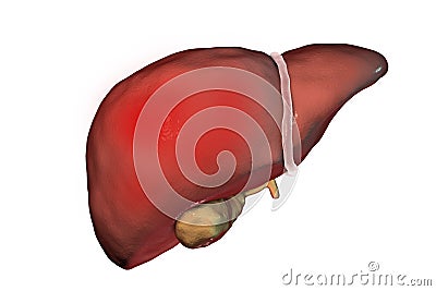 Liver hepatitis. Liver with signs of hepatitis isolated on white background Cartoon Illustration