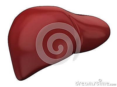 Liver - hepatobiliary system Cartoon Illustration
