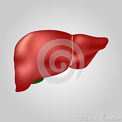 Liver of human . Hepatobiliary system . Realistic design . Isolated . Vector illustration Vector Illustration