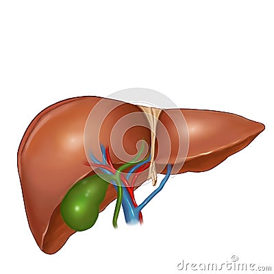 Liver Stock Photo