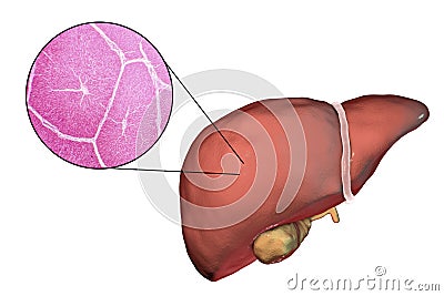 Liver illustration and micrograph Cartoon Illustration