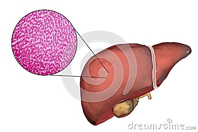 Liver illustration and micrograph Cartoon Illustration