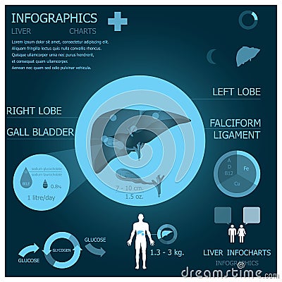 Liver Infographic Infocharts Vector Illustration