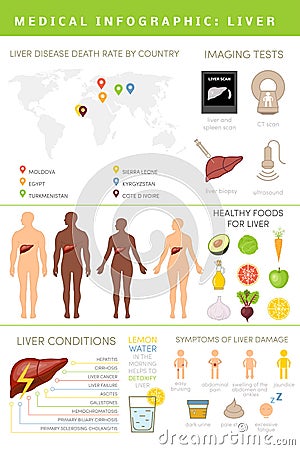 Liver infographic Stock Photo