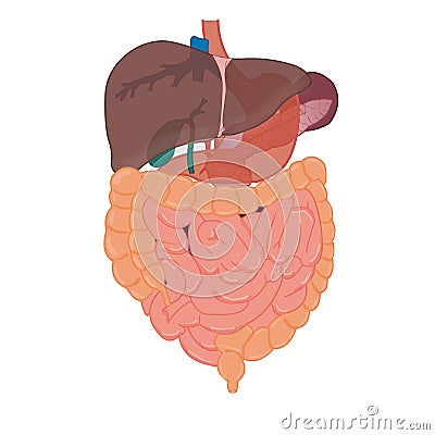 Liver and intestines anatomy Vector Illustration