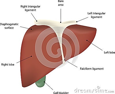 The Liver Labeled Diagram Vector Illustration